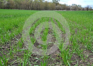 Winter wheat sowings