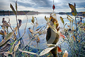 good spining fishing on Northern rivers.