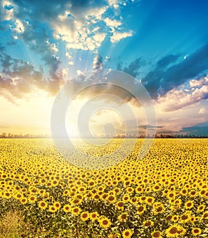 Sunset in low clouds over agricultural field with sunflowers