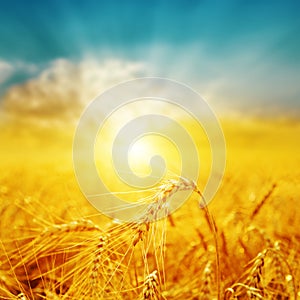 Good sunset over golden field with harvest