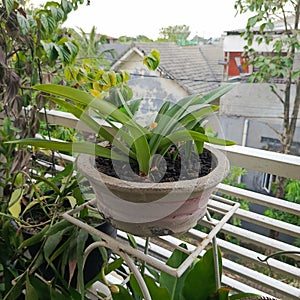 This is a good tree in my beautifulgarden