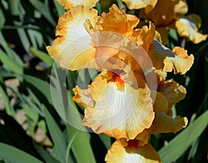 Good Vibrations Bearded Iris