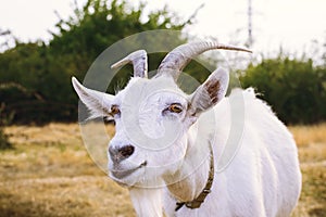 Good white horned goat in the pasture