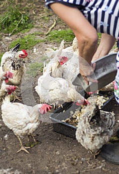 Good woman mistress feeds her pet chickens food