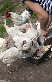 Good woman mistress feeds her pet hens and cock food