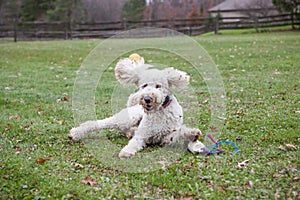 Goodendoodle Dog playing in Yard with Toy