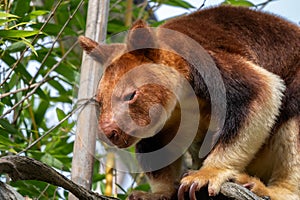 Goodfellow\'s Tree-kangaroo - Dendrolagus goodfellowi, beautiful colored endangered tree-kangaroo