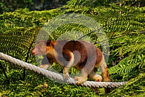 Goodfellow's Tree Kangaroo