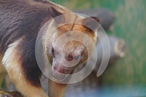 Goodfellow's tree kangaroo looking out