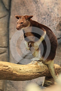 Goodfellow tree-kangaroo