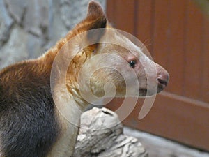 Goodfellows Tree Kangaroo