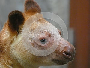 Goodfellows Tree Kangaroo