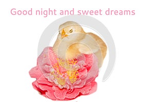 Goodnight card with sleeping chick photo