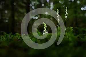 Goodyera repens, Creeping Lady`s-Tresses, Augustï¿½w, Poland. European terrestrial wild orchid in nature habitat.