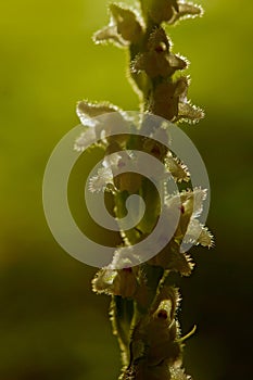 Goodyera repens, White wild orchid Creeping Lady`s-Tresses, flowering European terrestrial wild orchid in nature habitat.
