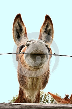 Goofy Donkey photo