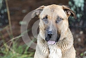 Goofy German Shepherd Shar Pei mixed breed dog with tongue sticking out