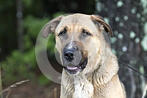 Goofy German Shepherd Shar Pei mixed breed dog with tongue sticking out