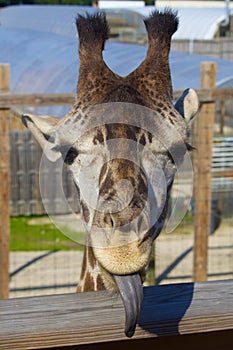 Goofy Giraffe Portrait