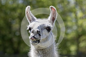 Goofy lama pulling face. Funny llama animal sticking tongue out