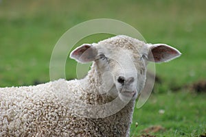 Goofy Sheep Face