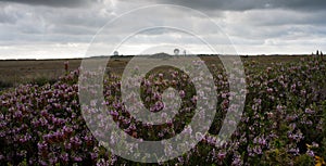 Goonhilly Satellite Dishes and Heather