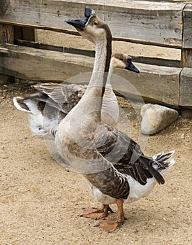 Goos mating reproducing geese birds farm photo