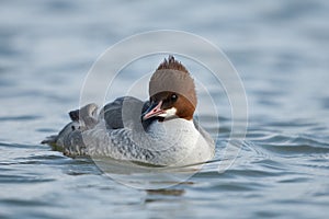 Goosander