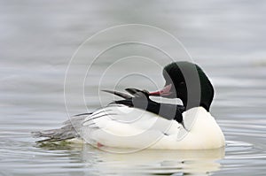 Goosander