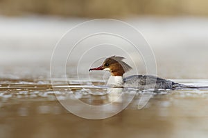 Goosander or common merganser (Mergus merganser) female swimming in the river