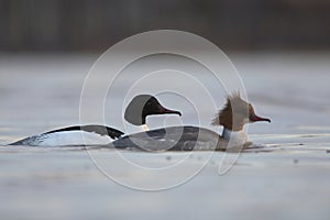 Goosander or common merganser (Mergus merganser) male and female swimming in water.