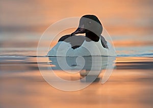 Goosander or common merganser (Mergus merganser) male swimming in water at sunrise.