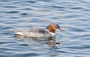 The goosander Eurasian Mergus merganser female