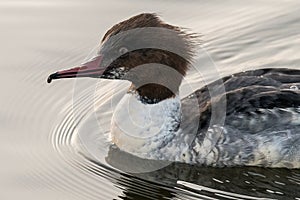 Goosander, female, swimming on lake in Germany