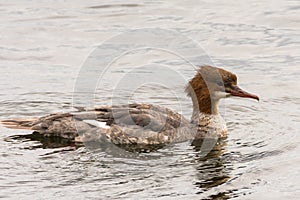 Goosander, female, swimming on lake in Germany