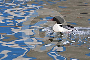 Goosander, Grote Zaagbek, Mergus merganser