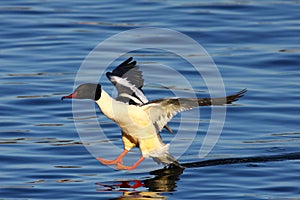 Goosander male