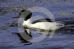 Goosander male portrait