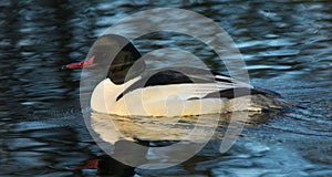 Goosander (Mergus merganser)