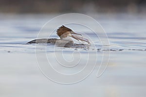 Goosander Mergus merganser female eating smelt.