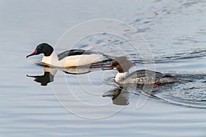 Goosander, Mergus merganser, Females us male, Summer plumage, at sea