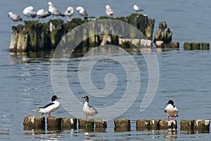 Goosander, Mergus merganser, Females us male, Summer plumage, at sea