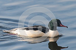 Goosander, Mergus merganser, male, swimming at sea