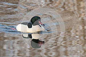 Goosander, Mergus merganser, male, swimming at sea