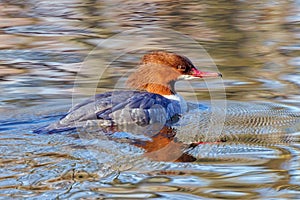 Goosander - Mergus merganser on a Worcestershire lake.