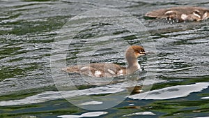 Goosander swims on the lake