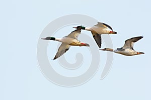 Goosander on the west coast,Halland,Varberg, Sweden