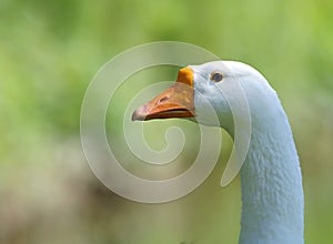 Goose