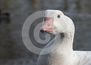 Goose