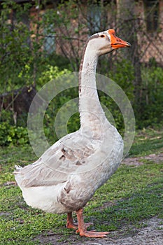 Goose